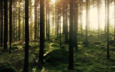 Embrace Serenity: Discover Forest Bathing with House for Positive Change