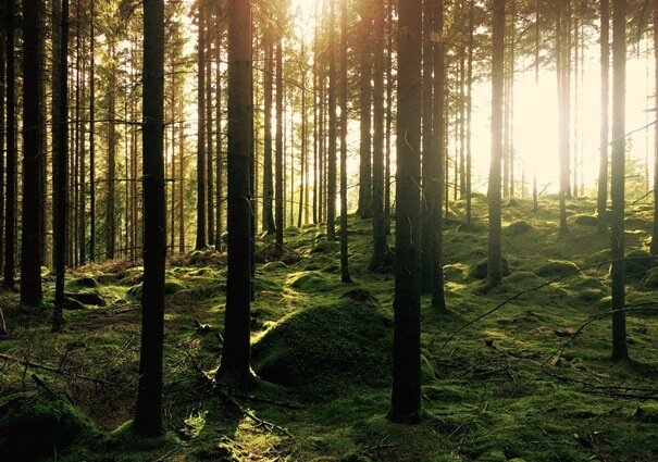 Embrace Serenity: Discover Forest Bathing with House for Positive Change