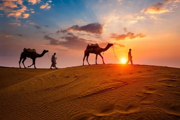 Camels walking in the Thar Desert, Rajasthan