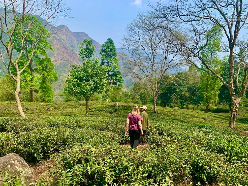 Walk Into Tea Estate Darjling